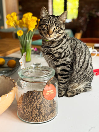 Round Personalised Leather Treat Jar Label For Your Pet, Pet Reward Label.